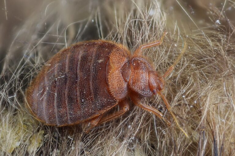 Adult bed bug, a flat oval reddish-brown insect with six legs and short antennae, on a fibrous surface
