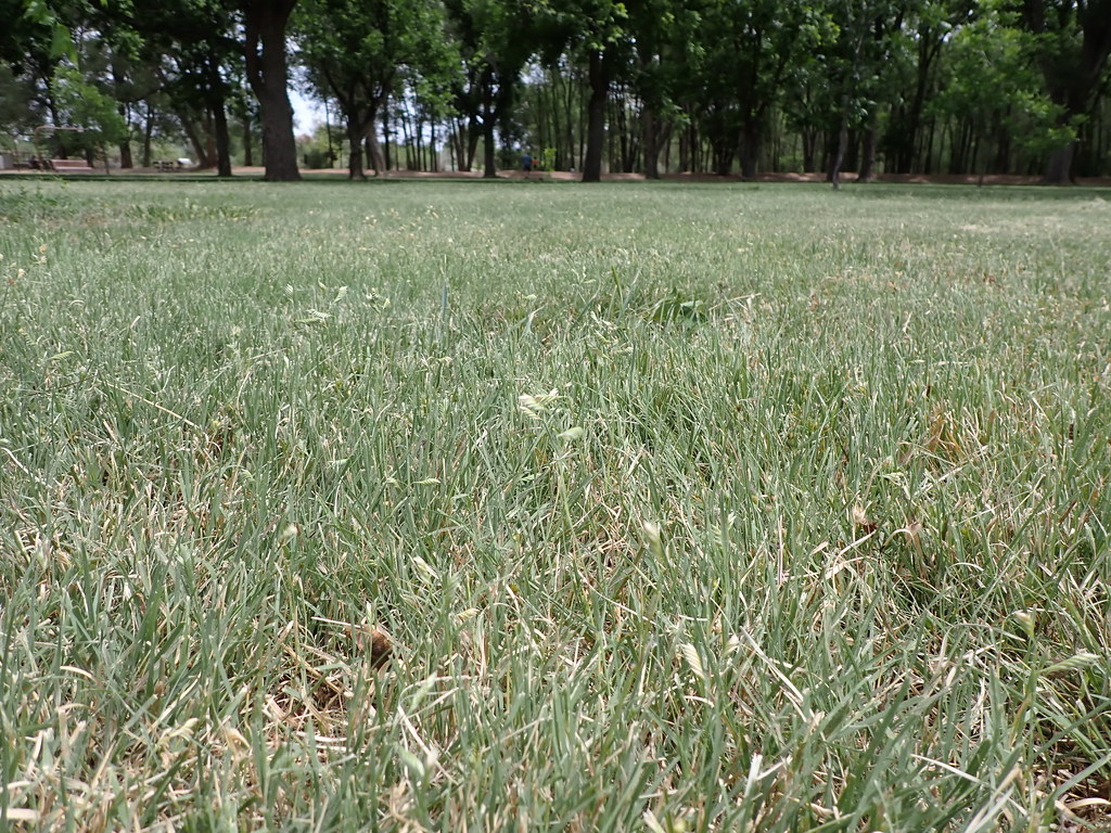 Low-angle view of a park lawn of American buffalograss with fine, grey-green blades