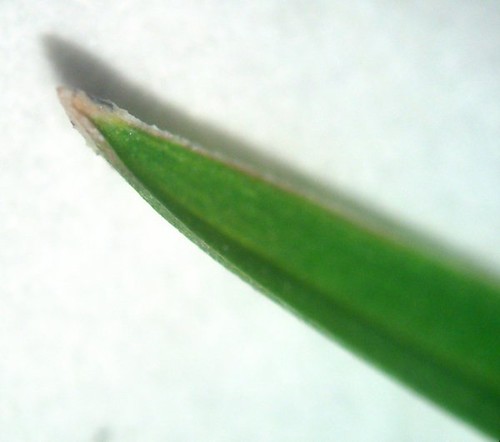 Boat-shaped leaf tip of annual bluegrass