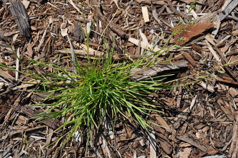 Annual bluegrass clump growing in a mulched garden bed