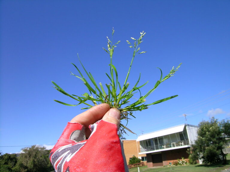 Hand holding an annual bluegrass plant with open branched seedheads