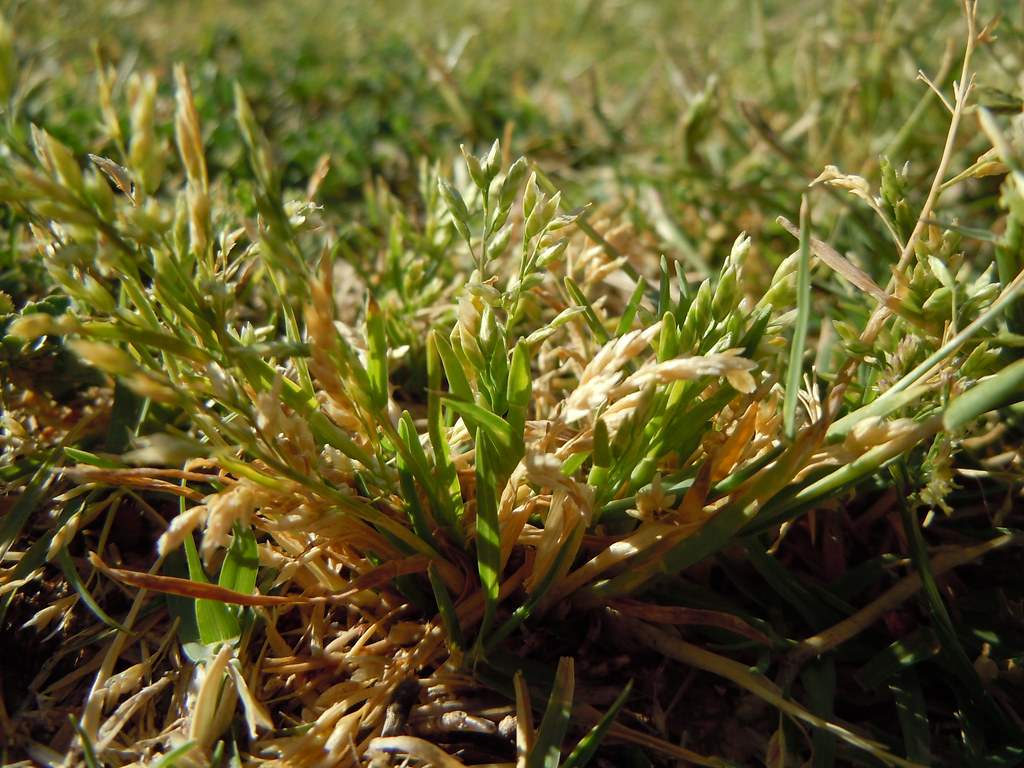 Close-up of an annual bluegrass tuft in a lawn with many pale, straw-coloured seedheads among light green blades