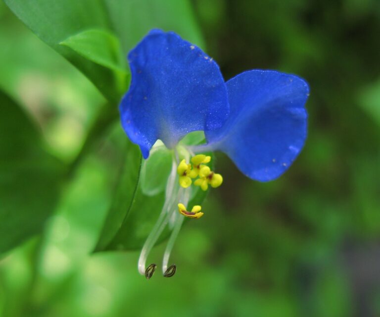 Asiatic dayflower bloom with two large bright blue petals, a small white lower petal and yellow stamens, against green leaves