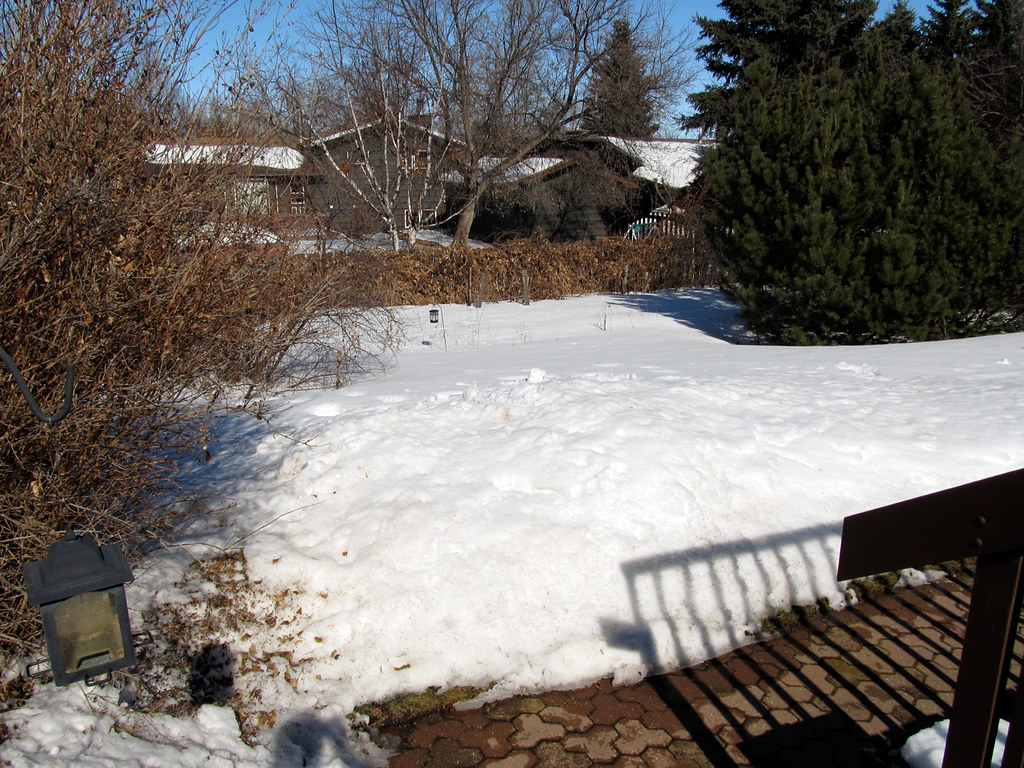 Back garden lawn covered by a deep layer of snow on a sunny winter day, with bare shrubs and evergreens around it