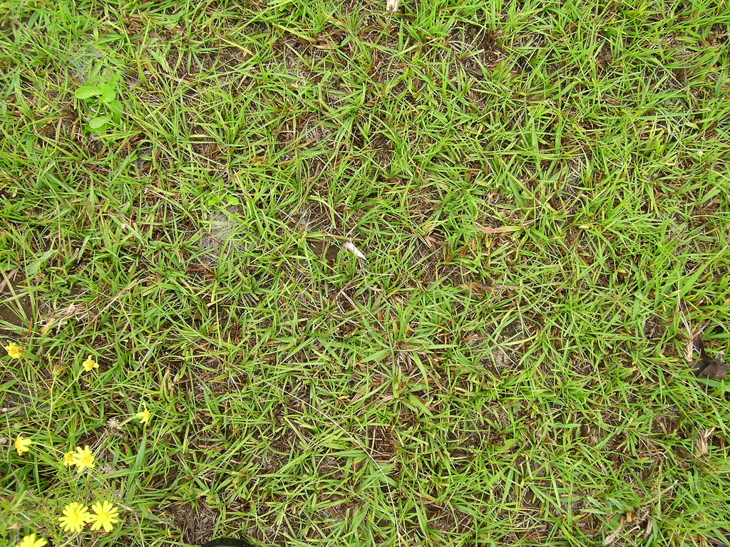 Close view of bahiagrass turf with coarse blades and bare soil showing between the plants
