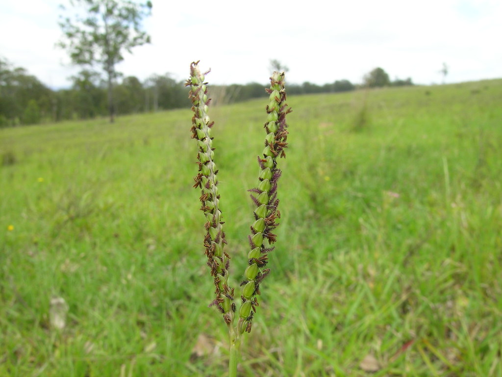 Bahiagrass seed stalk with two spikes forming a V above green grass