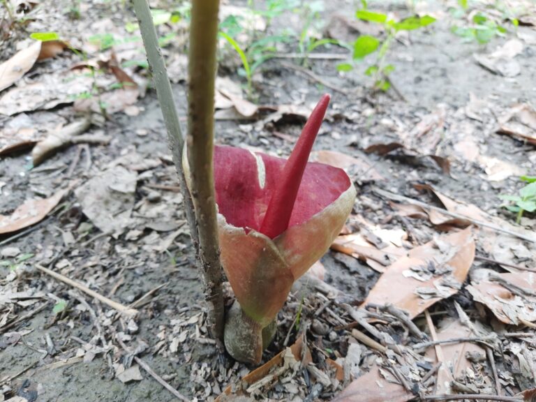 Bengal arum inflorescence at ground level: a cup-shaped spathe, dark red inside and greenish-brown outside, with a slender glossy red spike rising from the centre