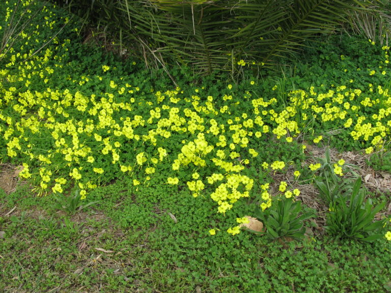 Bermuda buttercup (Oxalis pes-caprae) carpet with large yellow flowers under a palm