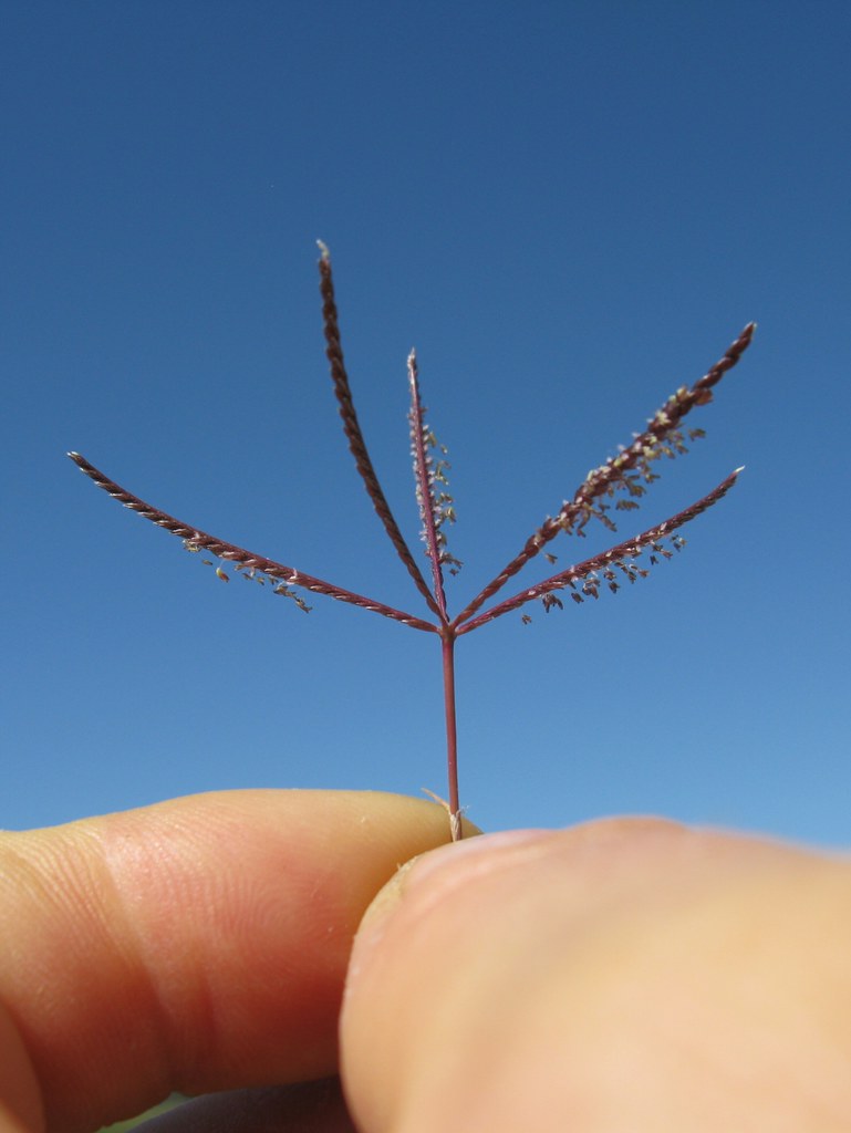 Bermudagrass seed head with five slender purple finger-like spikes radiating from the top of one stem, held against a blue sky