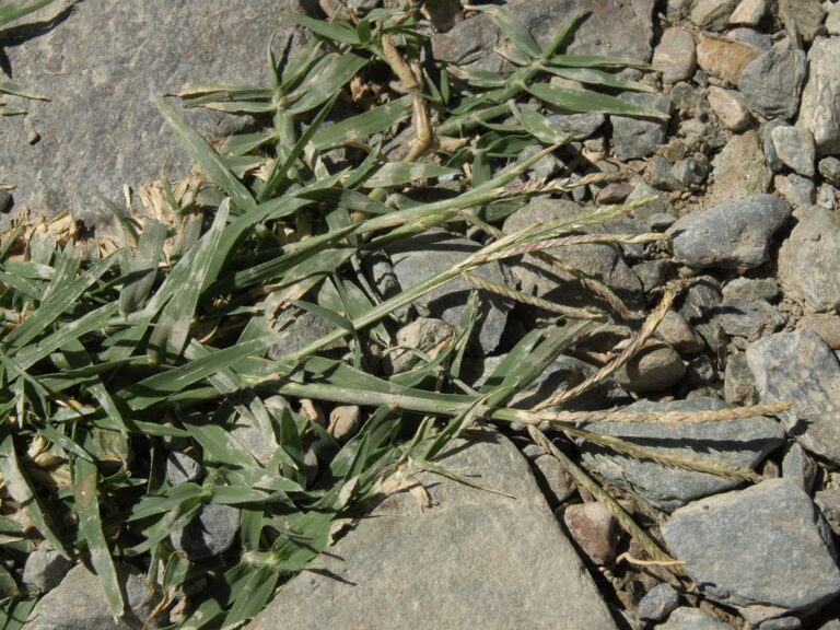 Bermuda grass runners with short grey-green leaves creeping across stones and gravel, rooting between the rocks