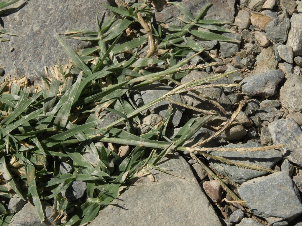 Bermuda grass runners with short grey-green leaves creeping across stones and gravel, rooting between the rocks