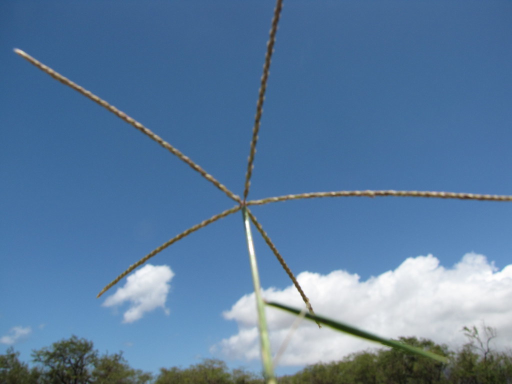 Bermuda grass seedhead photographed from below against a blue sky, showing five thin spikes radiating from the top of one stem