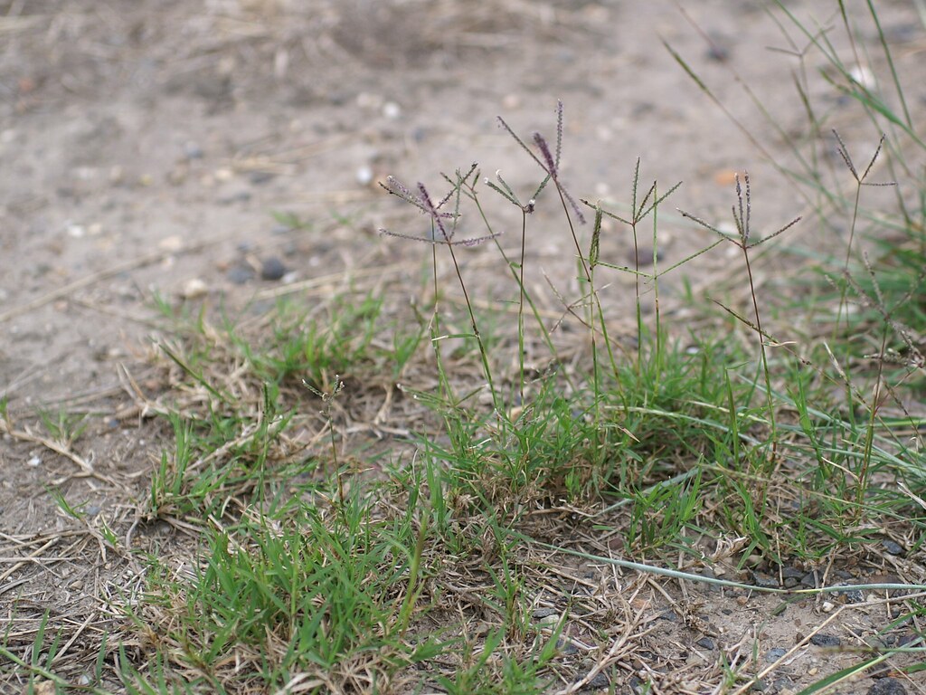 Bermudagrass with finger-like purple seed heads and thin runners creeping across bare sandy soil
