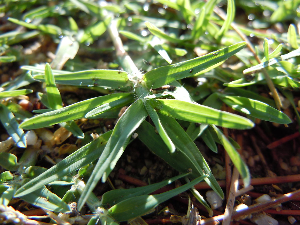 Close-up of a bermudagrass stem creeping over the soil surface with a cluster of short leaves at a node
