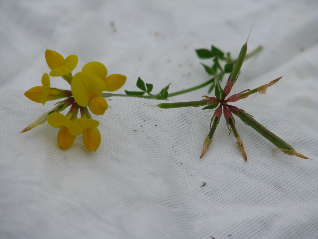 Bird's-foot trefoil stem with a cluster of yellow pea flowers and a separate head of long narrow seed pods spread like a bird's toes
