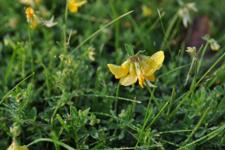 Birdsfoot trefoil pea-like yellow flowers in a lawn