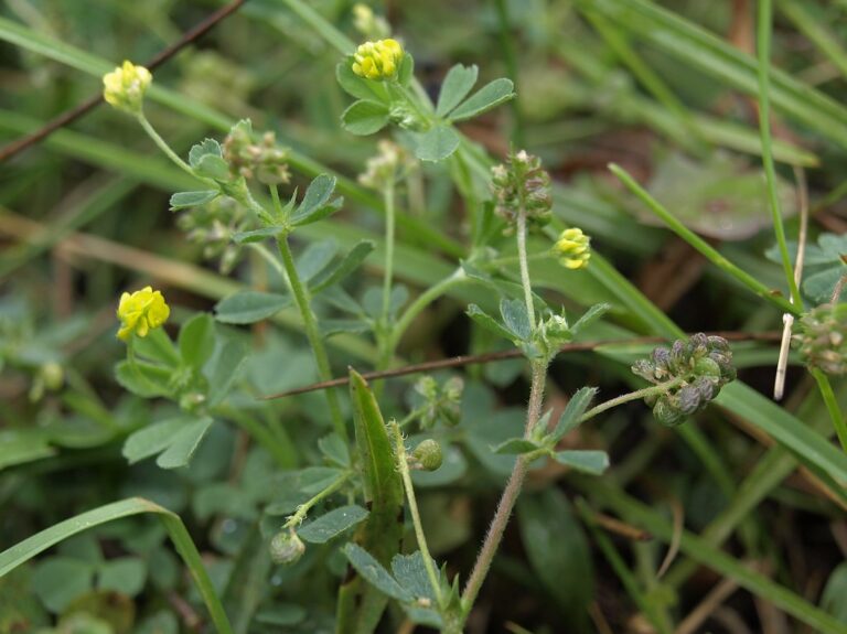 Black medic with small round yellow flower heads and coiled black seed pods