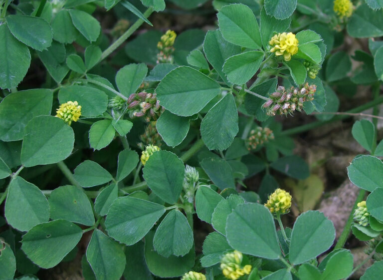 Black medic with round yellow flower heads and clustered seed pods, a common oxalis lookalike