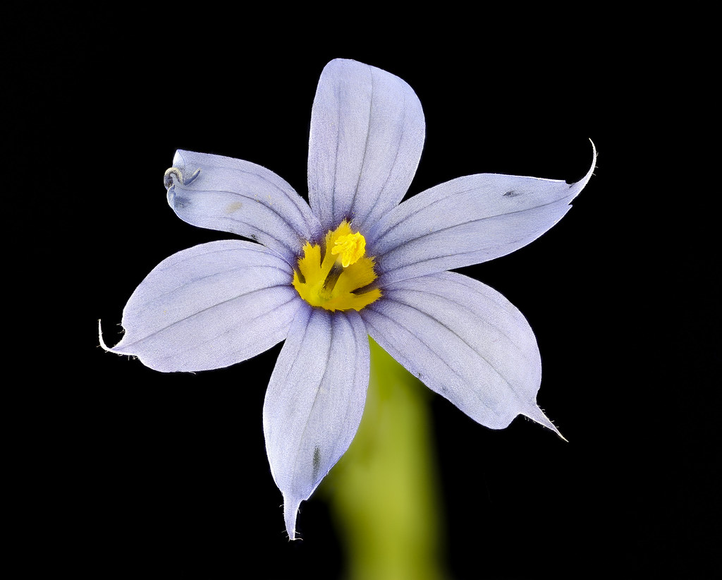 Blue-eyed grass flower with six pointed pale blue tepals and a bright yellow centre on a flattened green stem