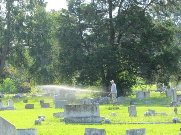 Broadcast spraying of a selective herbicide over a large mown lawn