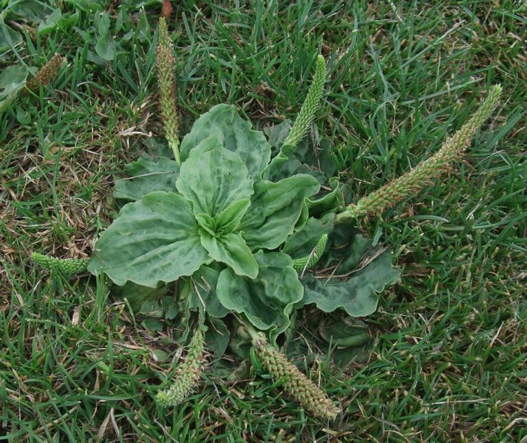 Broadleaf plantain rosette in a lawn, a weed that a selective herbicide for broadleaves controls