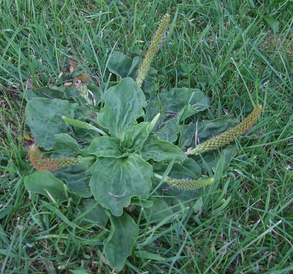 Broadleaf plantain rosette with wide ribbed leaves and upright seed spikes growing flat in a lawn