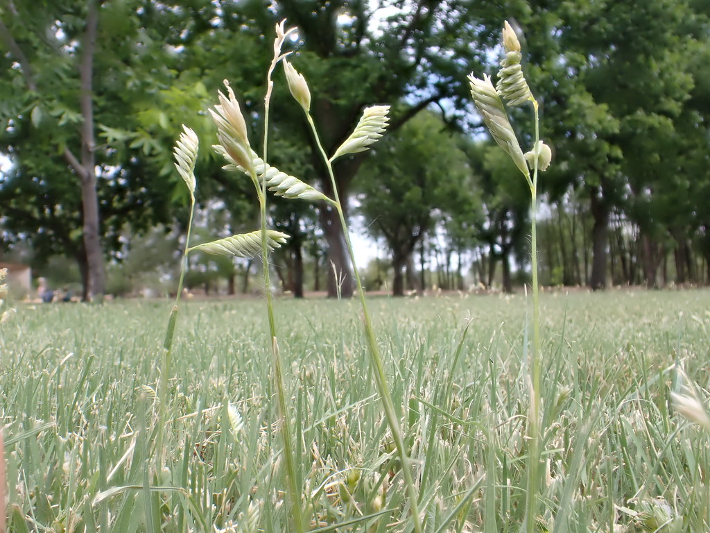 Pale flag-like male flower spikes of buffalograss standing above a grey-green buffalograss lawn