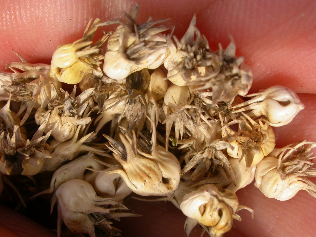Close-up of a handful of pale, spiky buffalograss seed burrs held between fingers