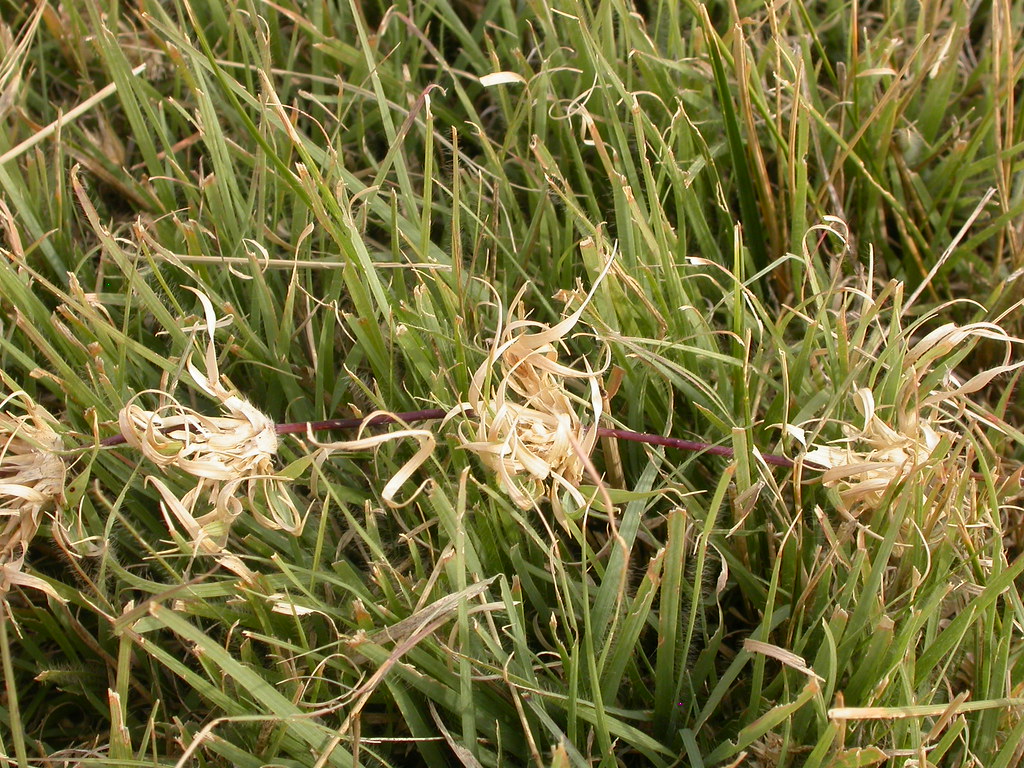 Purplish buffalograss runner stretching across fine grey-green grass with tufts of curled leaves at each node