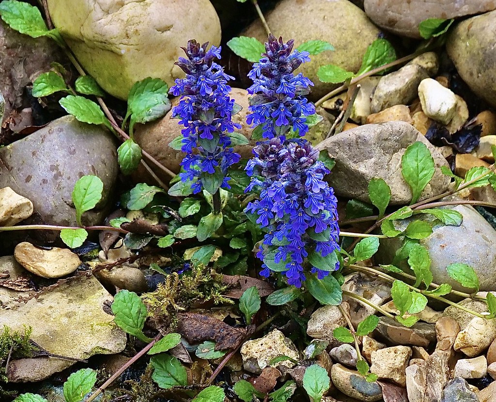 Bugleweed with two upright spikes of deep blue-violet lipped flowers rising from a mat of small oval leaves and runners