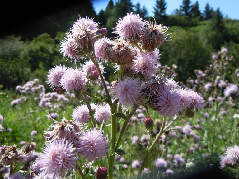 Canada thistle with many small lavender-pink flower heads on branched stems