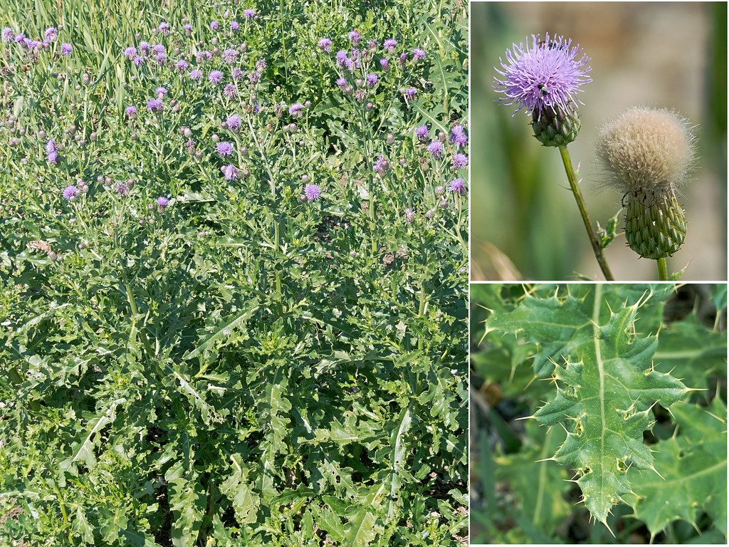 Dense patch of Canada thistle with small purple flower heads, with close-ups of a flower and seed head and a spiny leaf