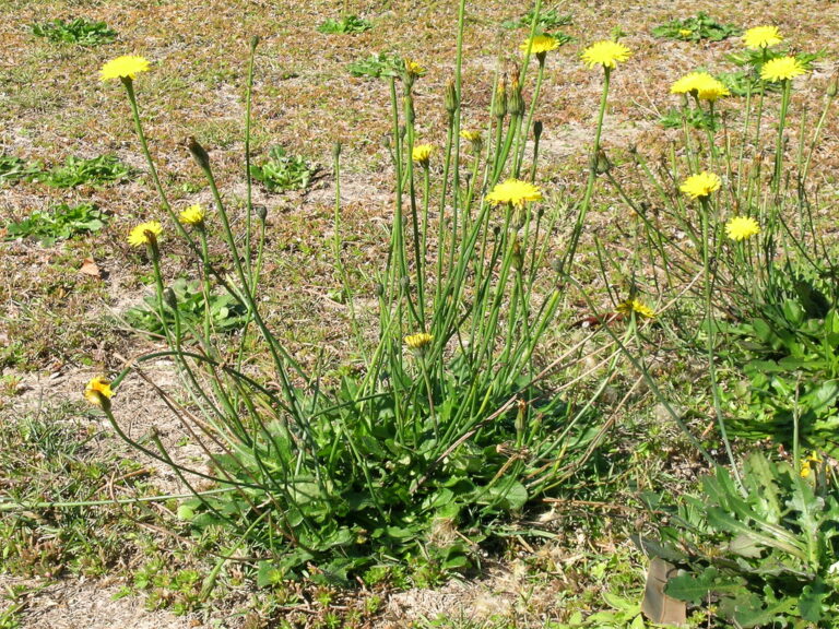 Catsear (false dandelion) with several wiry, branched flower stalks rising from one rosette