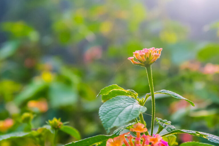 Close-up of a lantana stem with a pink and yellow flower bud, showing the fine hairs on the stem and the wrinkled, toothed leaves