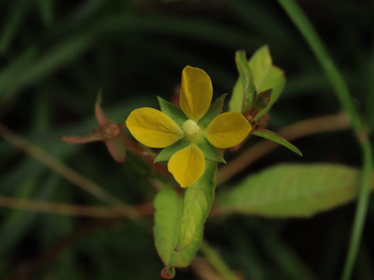 Close-up of a Ludwigia hyssopifolia flower with four small yellow petals alternating with four green sepals
