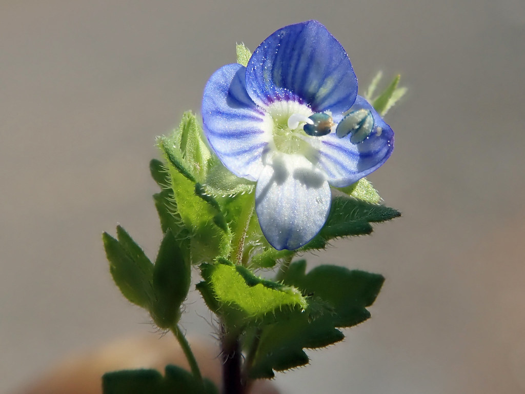Close-up of a Persian speedwell flower showing three sky-blue striped petals and one smaller pale petal above hairy toothed leaves