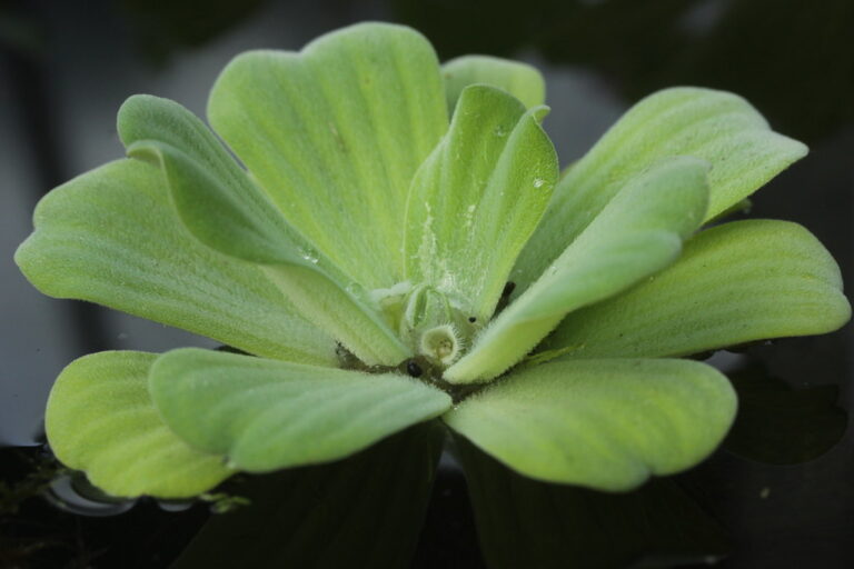 Close-up of a single water lettuce rosette with pale green, finely hairy leaves marked by parallel ridges and a small flower in the centre