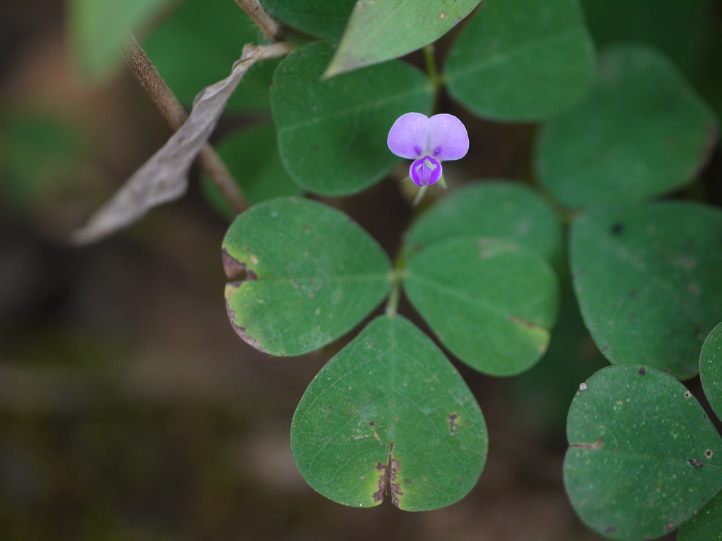 Close-up of Desmodium triflorum showing trifoliate leaves with three broad, heart-shaped leaflets notched at the tip and a single small lilac pea flower