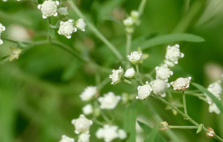 Close-up of parthenium weed flower heads: small round white-cream heads a few millimetres across, with five tiny ray florets at the rim, on thin branching stalks