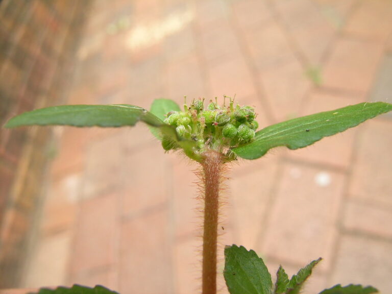 Close view of a Euphorbia hirta stem covered in long reddish hairs, topped by a dense round cluster of tiny green flowers between two toothed leaves