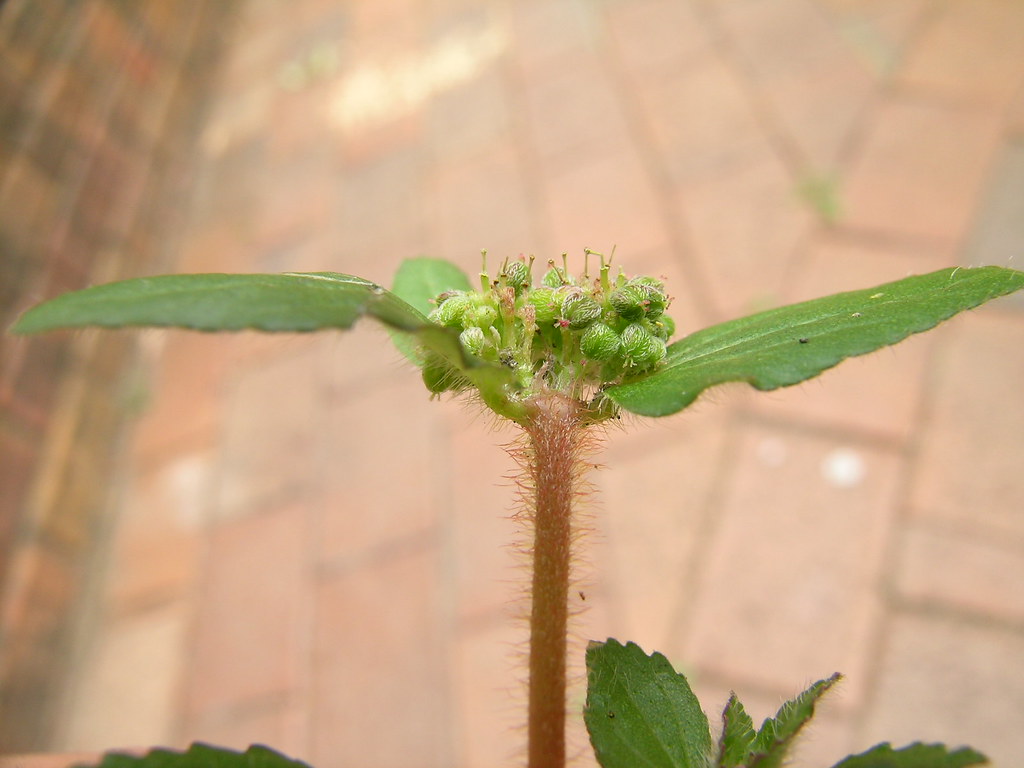Close view of a Euphorbia hirta stem covered in long reddish hairs, topped by a dense round cluster of tiny green flowers between two toothed leaves