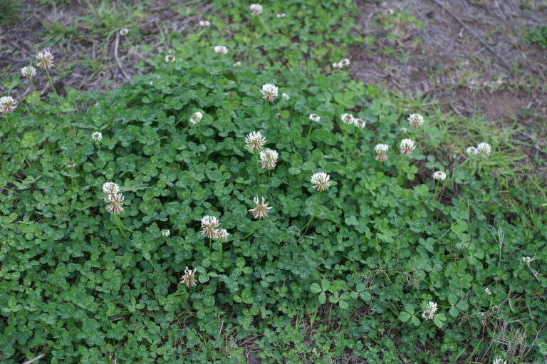 A patch of clover in lawn spreading into thin turf and bare soil