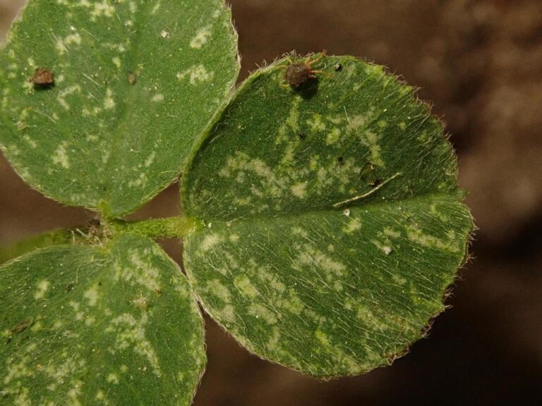 Clover mite with long front legs sitting on a clover leaf covered in pale silvery feeding marks