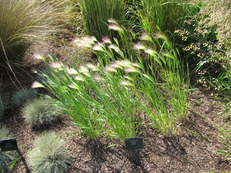 Clump of foxtail barley in a garden bed with soft pinkish plumes of awned seed heads on upright stems
