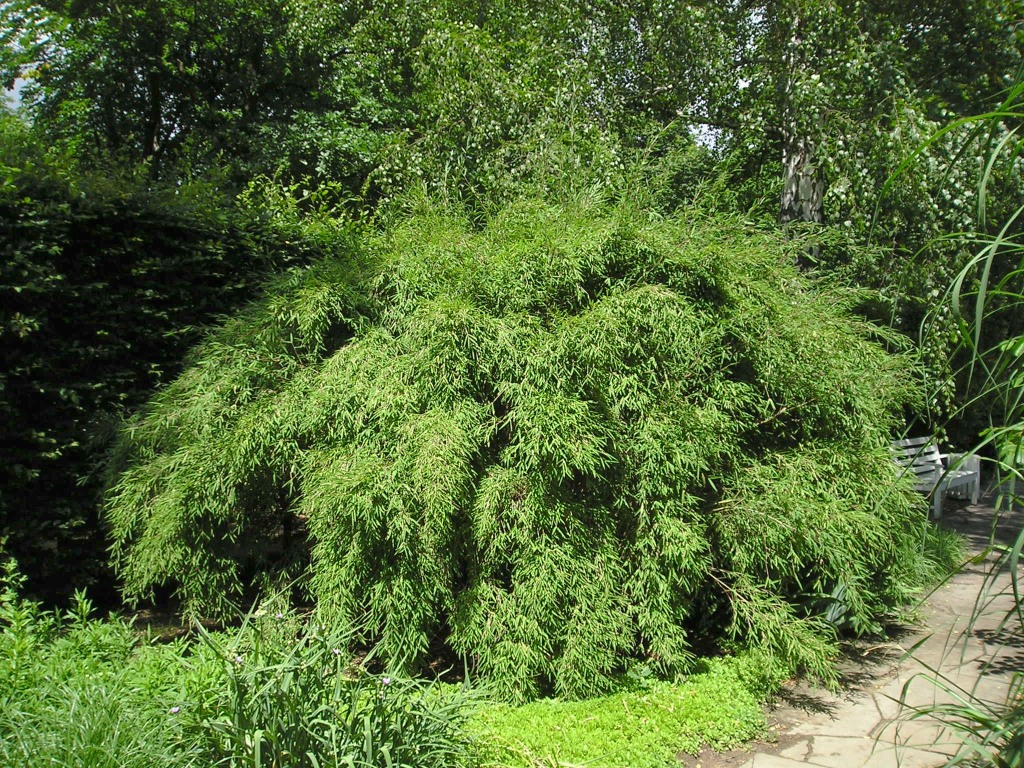 Rounded, fountain-shaped clump of Fargesia murielae bamboo beside a garden path