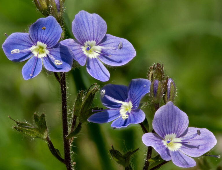 Cluster of germander speedwell flowers, bright blue with darker veins and a white eye, on hairy stems
