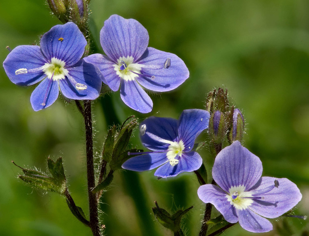 Cluster of germander speedwell flowers, bright blue with darker veins and a white eye, on hairy stems