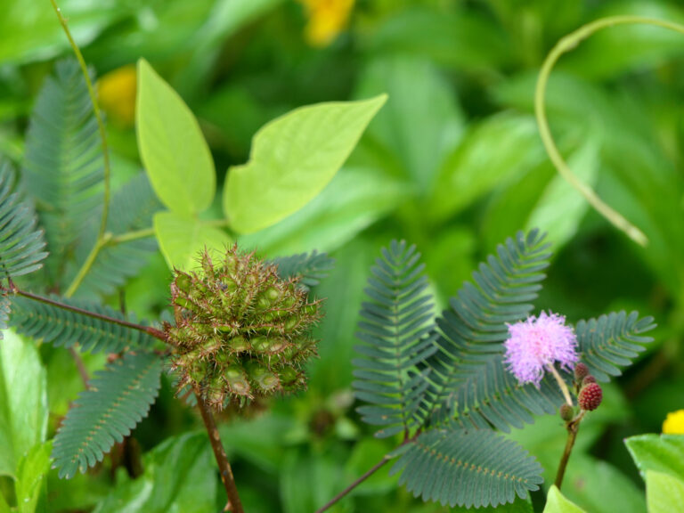 Cluster of green Mimosa pudica seed pods with bristly edges beside feathery leaves and a small pink flower head