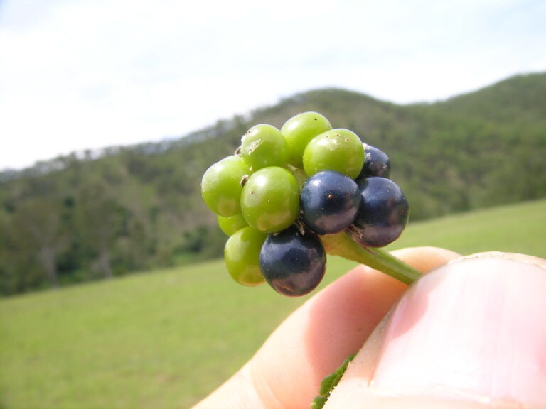 Cluster of lantana berries held between finger and thumb, with several green unripe berries and four glossy purple-black ripe ones