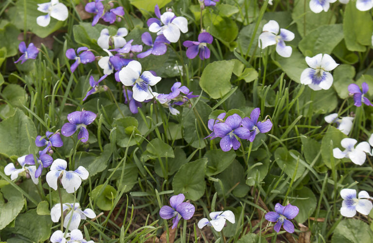 Common blue violets flowering in a lawn, a mix of purple and white-and-blue Confederate forms above heart-shaped leaves